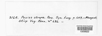 Lachnum relicinum image